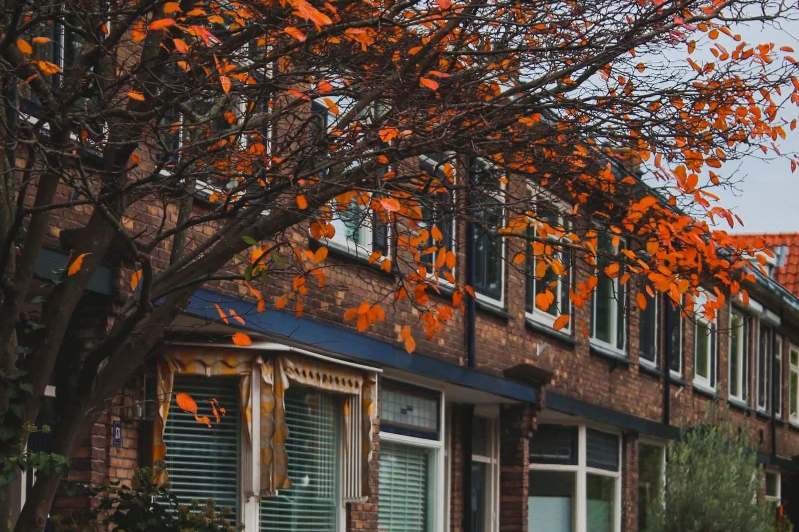 Rij herenhuizen met dakkapellen onder herfstbladeren